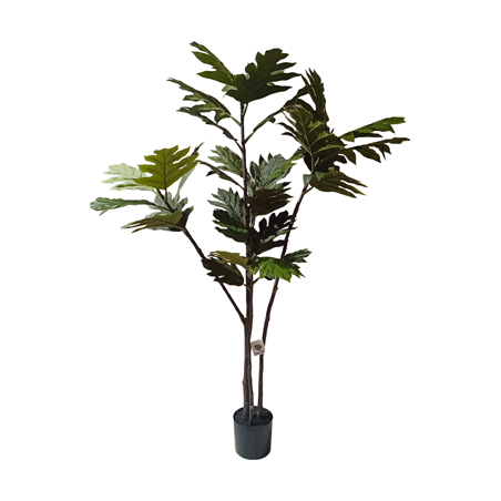 BREADFRUIT LEAVES TREE 1