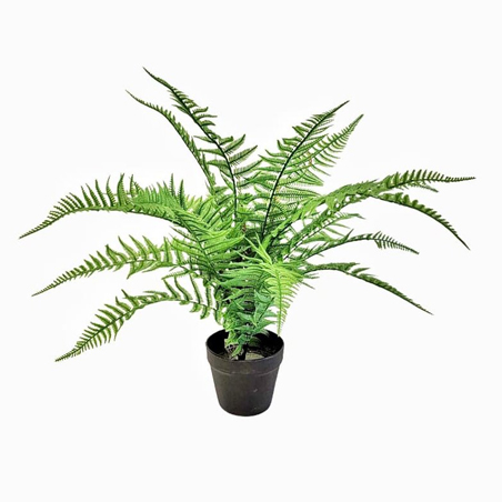 boston-fern-with-pot-short-leaves