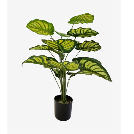 CALATHEA ORBIFOLIA 0