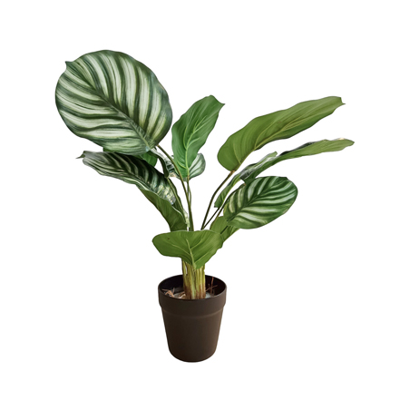 CALATHEA ORBIFOLIA - WHITE GREEN _SMALL_