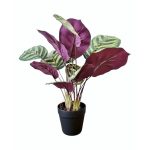 CALATHEA ROSEPICTA - GREEN PURPLE _SMALL_ - FAUX
