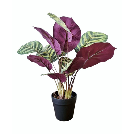 CALATHEA ROSEPICTA - GREEN PURPLE _SMALL_ - FAUX