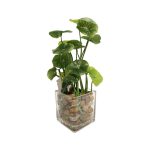 faux COPPER COIN PLANT - TABLE SIZE